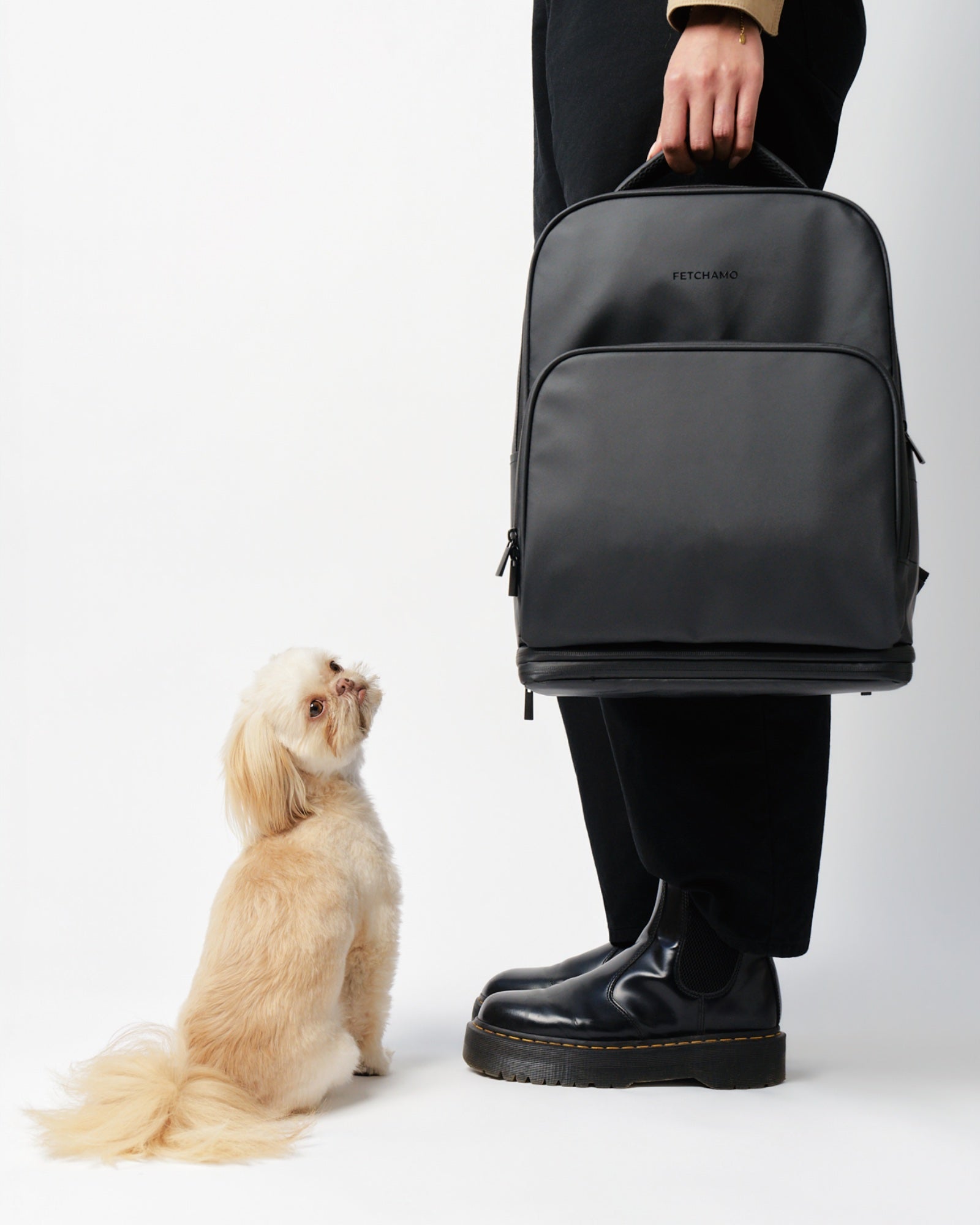 Shih Tzu sitting beside the Fetchamo Core Backpack during a minimalist studio lifestyle photoshoot.